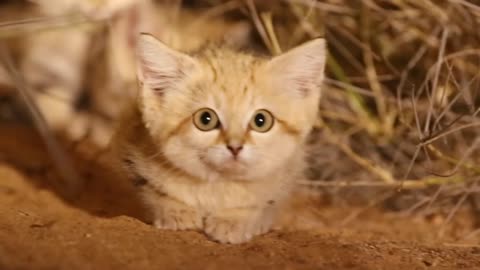 Sand Cat The King of the Desert