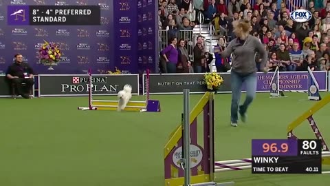 Watch 5 of the best WKC Dog Show FOX SPORTS (720p)