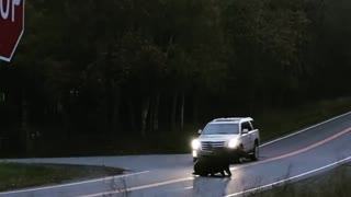 Moose Slips and Falls in Front of Car