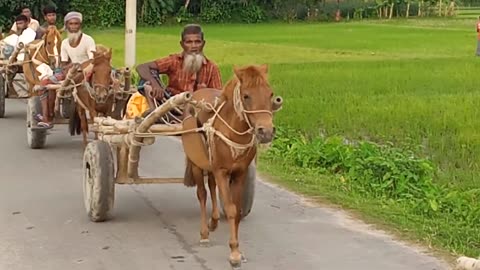 Horse carriage || Horse drawn goods