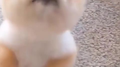 Cutest Puppy 🤣 Very Funny Dog Video 🤣