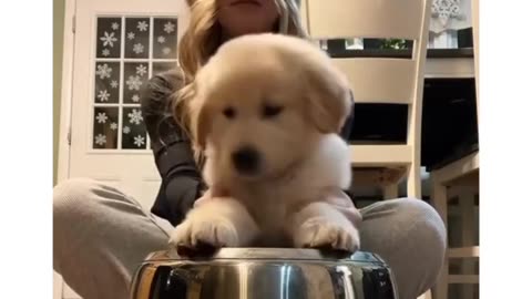 da golden drummer dog training