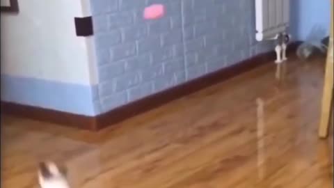 Cute Cat Training To Fight McGregor