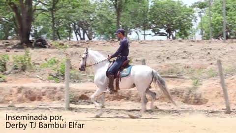 Caatiba Elfar