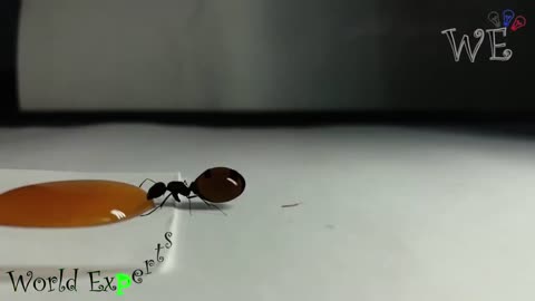 Honey Ants Drinks Honey