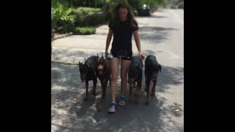 Unbelievably obedient Dobermans demonstrate vast array of skills