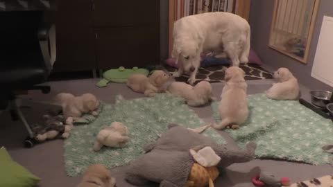 Mother calms down her 6 pups when scared