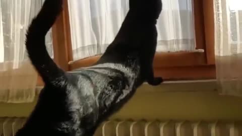 Funny cats going crazy 🤪