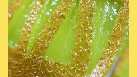 How to peel a kiwi like a pro. So satisfying to watch