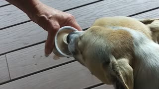 Jake's First Ice Cream Treat