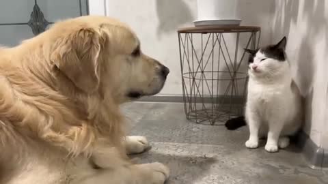 Golden Retriever Shocked by Nervous Cat [Simon tired of dog kisses]