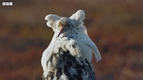 Elaborate Mating Strategies of Male Ruffs | Wild Scandinavia | BBC Earth