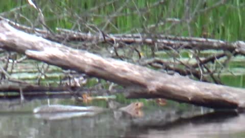 Gray Squirrel Swimming