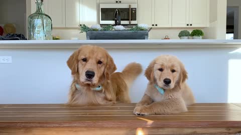 Dog Reviews Food With Son