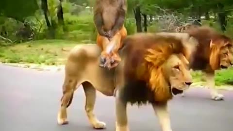 Amazing Lion And Cute Monkey Animal Videos 2022 #animals #shorts #viral #funnyvideo #shortvideo