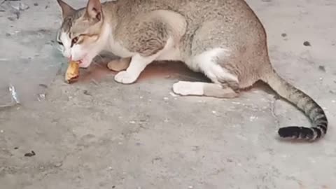 hungry cats eating chicken ! #funnycats #cutecats #cat #animals