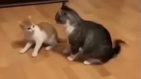 Funny videos of cats. I love animals