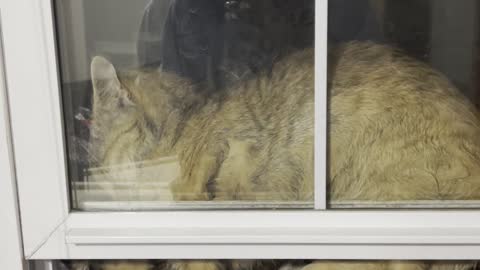 Cat Somehow Stuck Between Two Windows