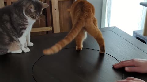 Lazy Susan Spins Cat Around