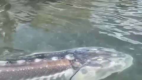 Giant White Sturgeon fish