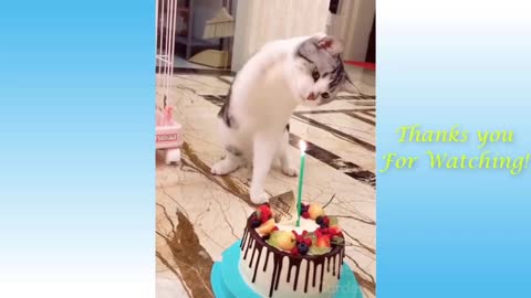 Cat showed how to blow out cake's candle..😂😂