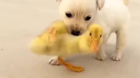 Cute puppy with ducks...dog loving 😍