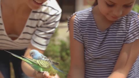 parrot feeding in my sister hand.