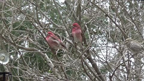 Purple Finches