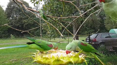 Alexandrine parakeet, slow motion