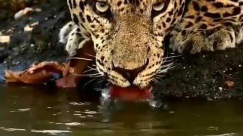 Power full animals drinking water..