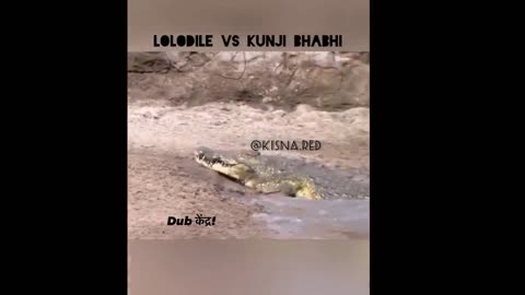 Crocodile funny video