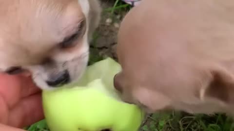 🍎🍎🍎#chihuahualife #chihuahuafantastics