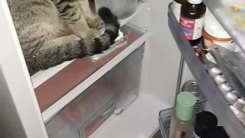 Cat Won't Get Out of Fridge