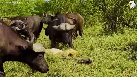 "Intense Wildlife Battle: Lion vs. Horned Beast"