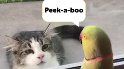 Brave parrot 🦜 teasing cat . See how😛🙀