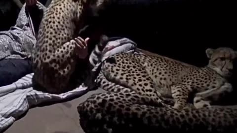 A cheetah family sleeping with a forest ranger #shorts #shortvideo #video #virals #videoviral