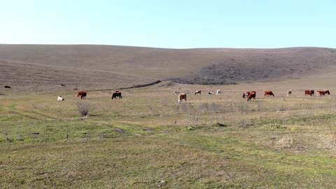 SOUNDS OF NATURE, BIRDSONG,Chechnya Mountains nature of the Caucasus