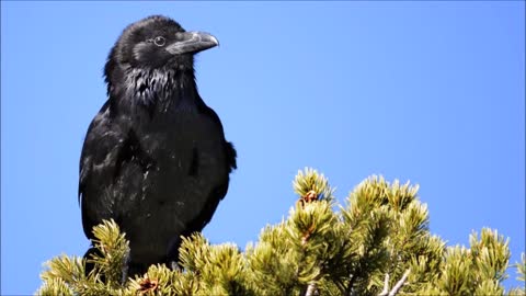 Raven Sounds | Free Sound Effects | Animal Sounds