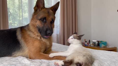 What a German Shepherd does when a Cat ignores him