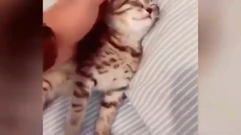 video kucing lucu bikin ngakak sakit perut