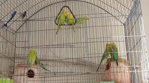 budgies birds sound !!