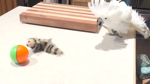 Cockatoo Doesn't Like Toy Weasel