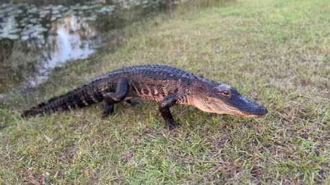 Buddy the Alligator yawns and comes out of the water