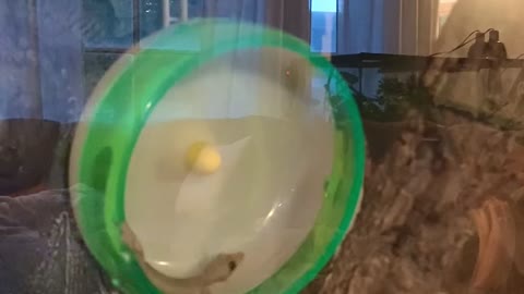 Flying Gecko Playing on Hamster Wheel