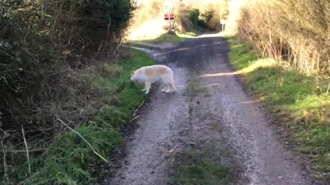 Feb 4th Walk on Salisbury Plain