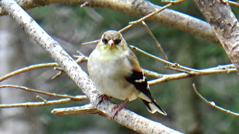 Goldfinch