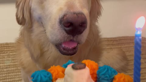 Pluto the Golden Retriever Celebrates 1st Birthday