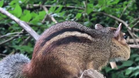 My oldest chipmunk Mushy, five years old