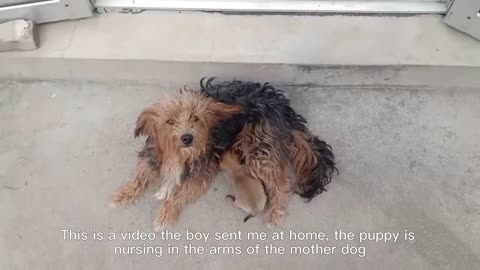 He Was Crying Trying To Find His Mother.The Stray Puppy By The Trash Can