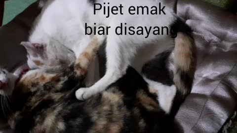 kucing pintar pijat